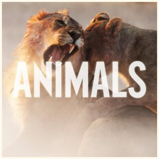 News Added Aug 23, 2014 Maroon 5's next single, "Animals", is a racy sex jam that was announced to be the next single after "Maps" from "V". Levine's piercing falsetto is great, and the undeniably catchy beat is also good. It will be a hit, but the graphic sex lyrics (We only get along/when I'm […]