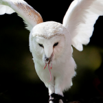 Profile picture of Cris