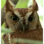 Profile picture of rithym