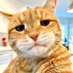 Profile picture of kafu hana