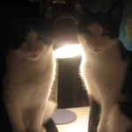 Profile picture of Catie