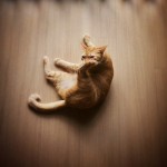 Profile picture of Venâncio