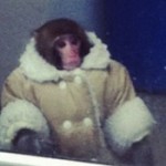 Profile picture of Monkey Bread