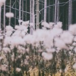 Profile picture of SJ