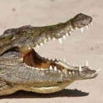 Profile picture of Krzysztof Szczerzy