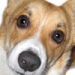 Profile picture of Bojangles Mostafolies