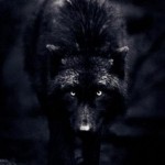 Profile picture of Werner