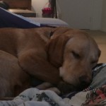 Profile picture of DistrictDawg
